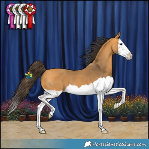 Horse Color:Buckskin Splash