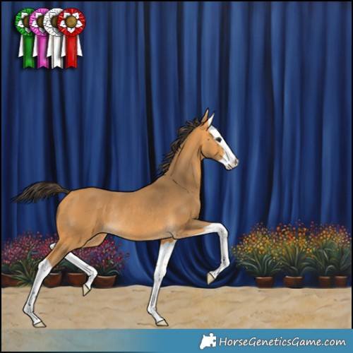 Horse Color:Buckskin Splash Rabicano 