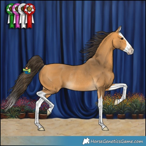 Horse Color:Buckskin Splash Rabicano