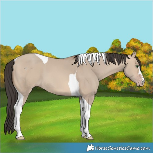 Horse Color:Sable Champagne Dun Tobiano 