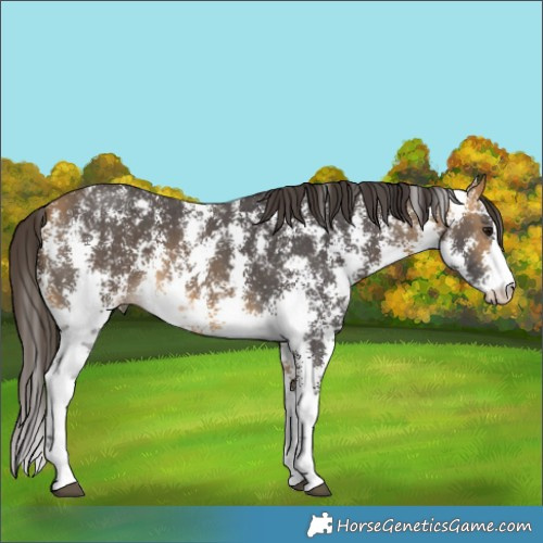 Horse Color:Buckskin Sabino