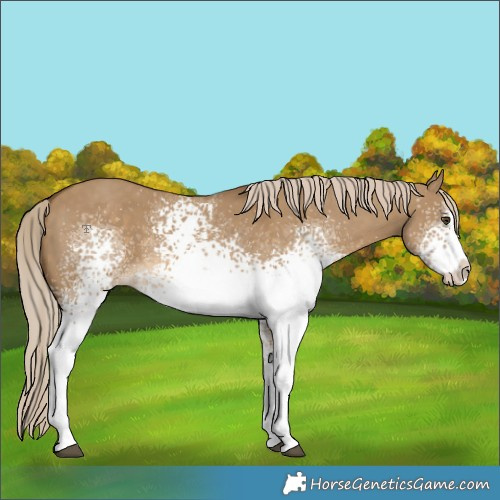 Horse Color:White Spotted Chocolate Palomino Dun Splash 
