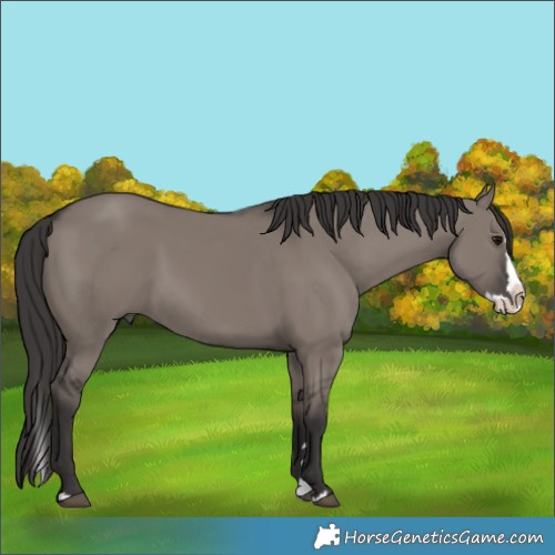 Horse Color:Smoky Grullo Splash