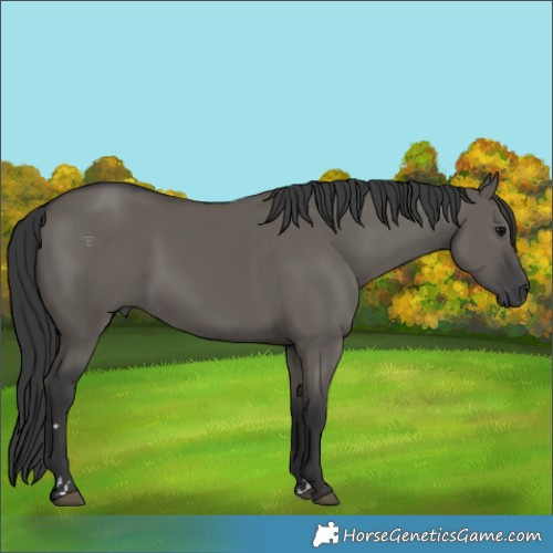Horse Color:Grullo 