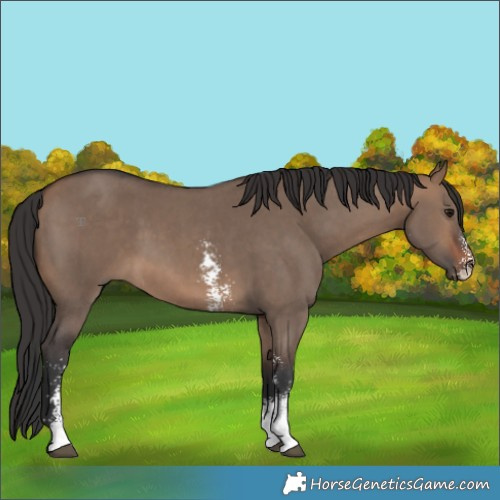 Horse Color:Brown Dun Sabino 
