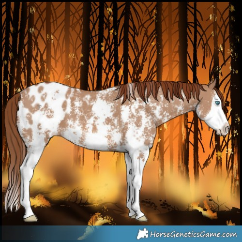 Horse Color:Red Dun Sabino Splash Blanket 