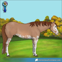 Horse Color:Red Dun Splash  and Red Dun Splash 