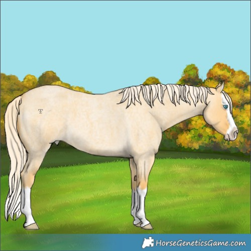 Horse Color:Palomino Roan Dun Splash