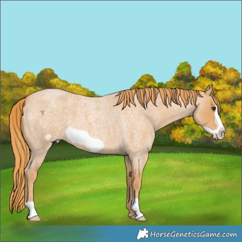 Horse Color:Red Roan Frame 