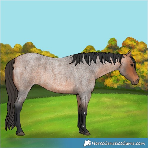 Horse Color:Bay Roan 