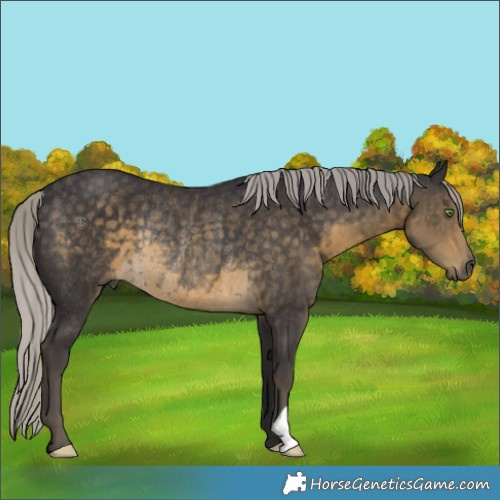Horse Color:Silver Smoky Black Rabicano