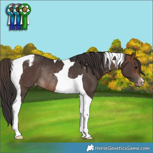Horse Color:Brown Tobiano Appaloosa Rabicano