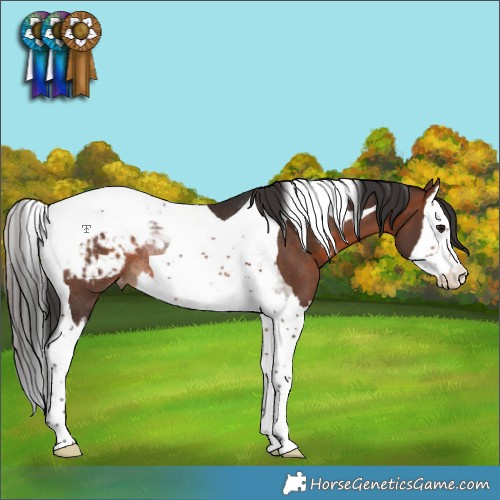 Horse Color:Brown Splash Tobiano Appaloosa Rabicano