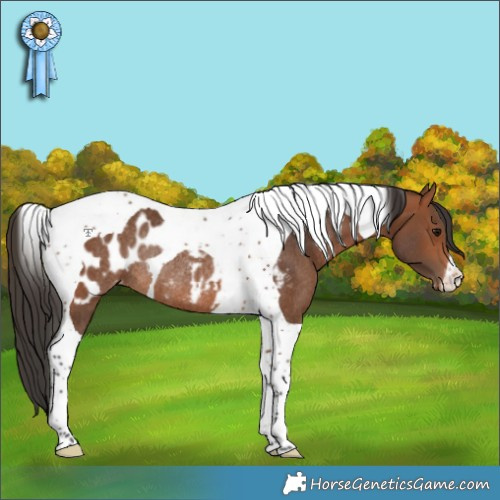 Horse Color:Bay Tobiano Appaloosa Rabicano