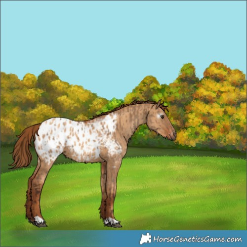 Horse Color:Gray Red Dun Blanket  and Gray Gold Champagne Dun Blanket 