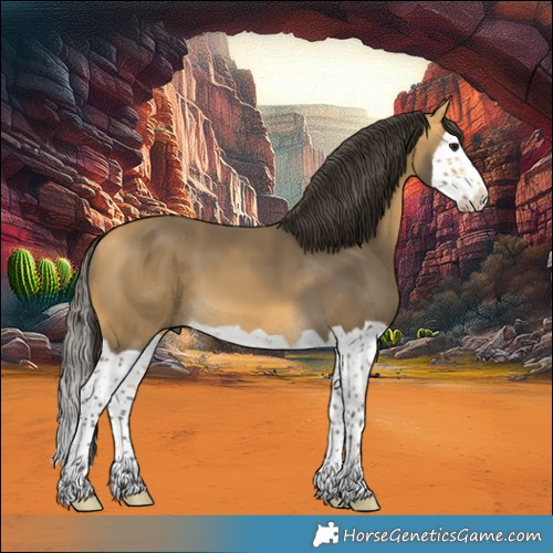 Horse Color:Buckskin Splash