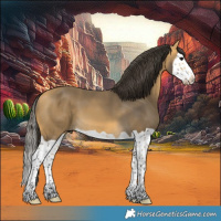 Horse Color:Buckskin Splash 