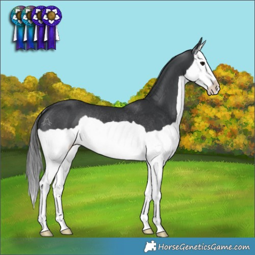 Horse Color:Black Splash Rabicano