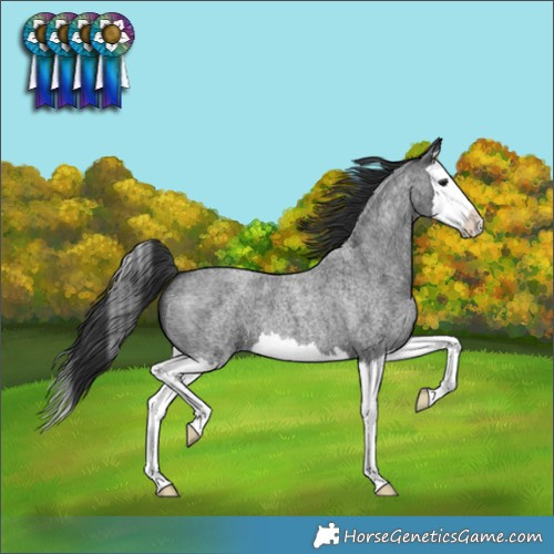 Horse Color:Blue Roan Splash