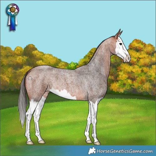 Horse Color:Bay Roan Splash