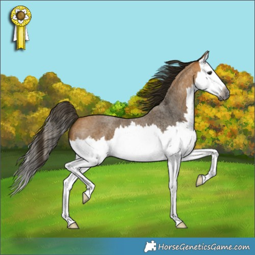 Horse Color:Gray Buckskin Roan Splash 