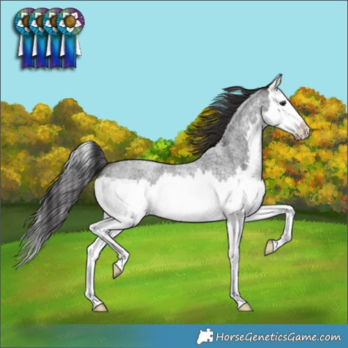Horse Color:Smoky Blue Roan Splash 