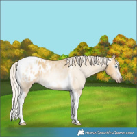 Horse Color:Gray Silver Amber Cream Champagne Roan Dun Splash Tobiano Frame Blanket Rabicano