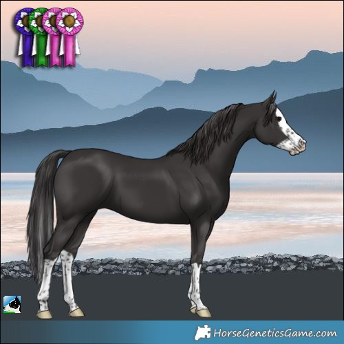 Horse Color:Smoky Black Splash 