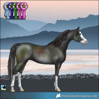 Horse Color:Smoky Black Splash