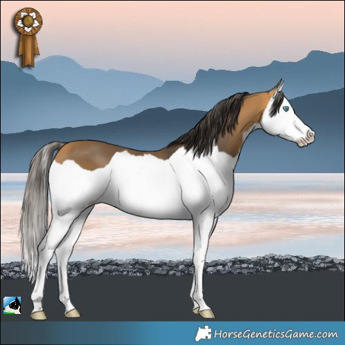 Horse Color:Buckskin Splash 