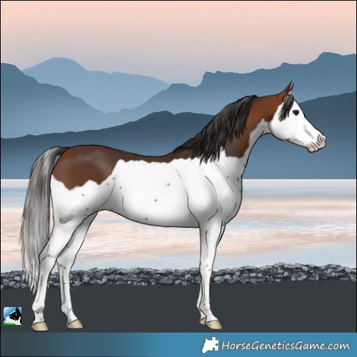 Horse Color:Bay Splash 