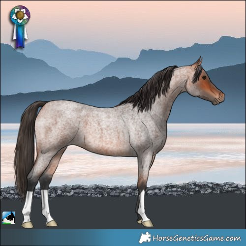Horse Color:Bay Roan 