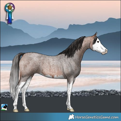 Horse Color:Bay Roan Splash