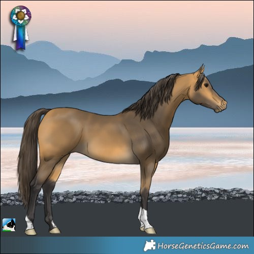 Horse Color:Buckskin