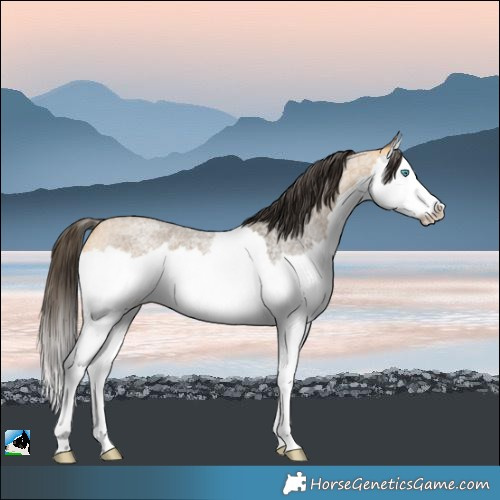 Horse Color:Buckskin Roan Splash