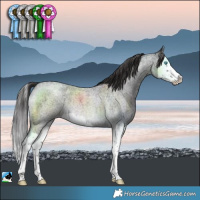 Horse Color:Smoky Blue Roan Splash Rabicano 