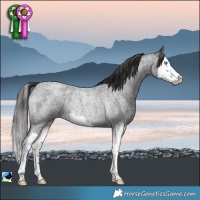 Horse Color:Smoky Blue Roan Splash Rabicano
