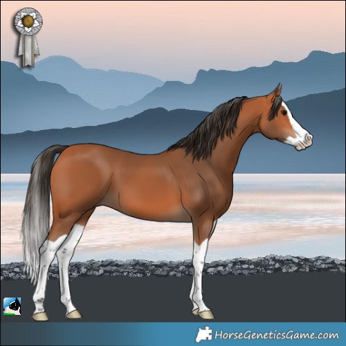 Horse Color:Bay Splash 