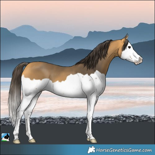 Horse Color:Buckskin Splash 