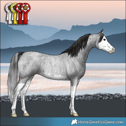 Horse Color:Smoky Blue Roan Splash Rabicano 