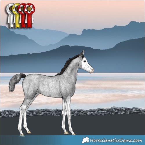 Horse Color:Smoky Blue Roan Splash Rabicano 