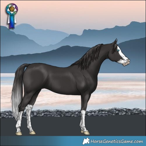 Horse Color:Smoky Black Splash