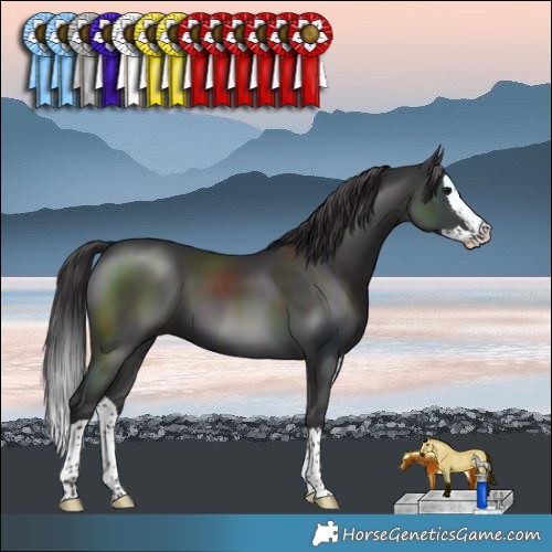 Horse Color:Smoky Black Splash