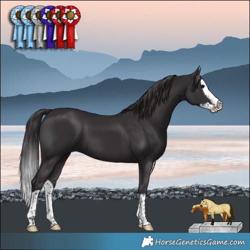 Horse Color:Smoky Black Splash