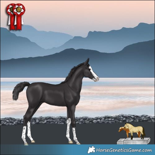 Horse Color:Smoky Black Splash 