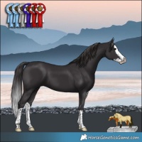 Horse Color:Smoky Black Splash 