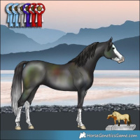 Horse Color:Smoky Black Splash