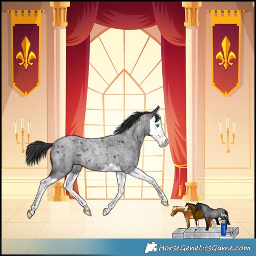 Horse Color:Smoky Blue Roan Splash Rabicano
