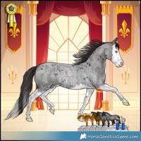 Horse Color:Smoky Blue Roan Splash Rabicano 