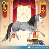 Horse Color:Smoky Blue Roan Splash Rabicano